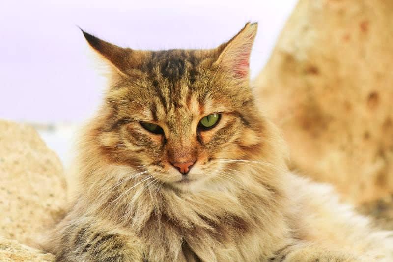 Best Cat Clippers for Matted Fur