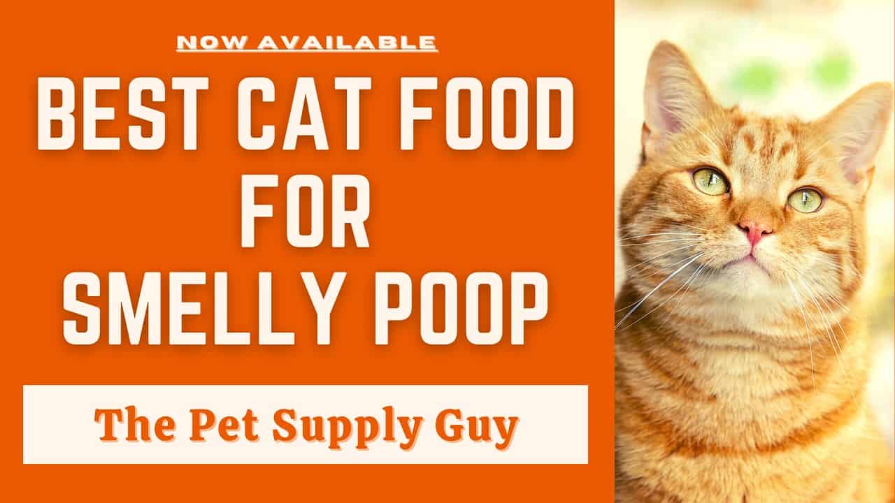 Why Is My Cat Pooping Outside The Litter Box? PetHelpful atelieryuwa