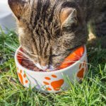 Best Cat Food for Weight Gain