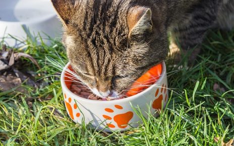 Best Cat Food for Weight Gain