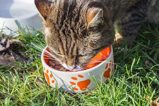 What Causes IBD in Cats Food Allergies