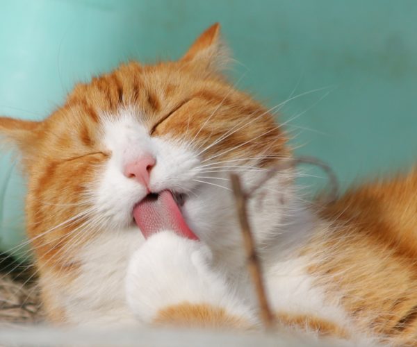 Best Cat Food to Prevent Hairballs