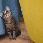 Best Cat Litter Box for a Small Apartment