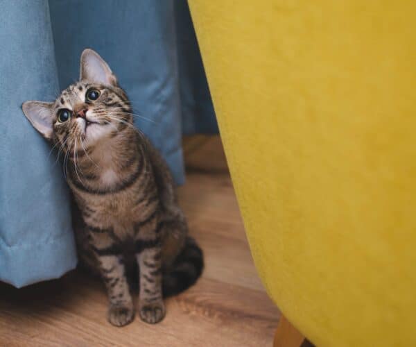 Best Cat Litter Box for a Small Apartment