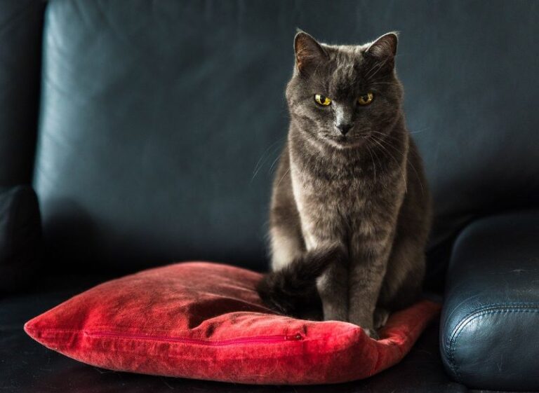 Best Cat Repellent Spray for Furniture The Pet Supply Guy