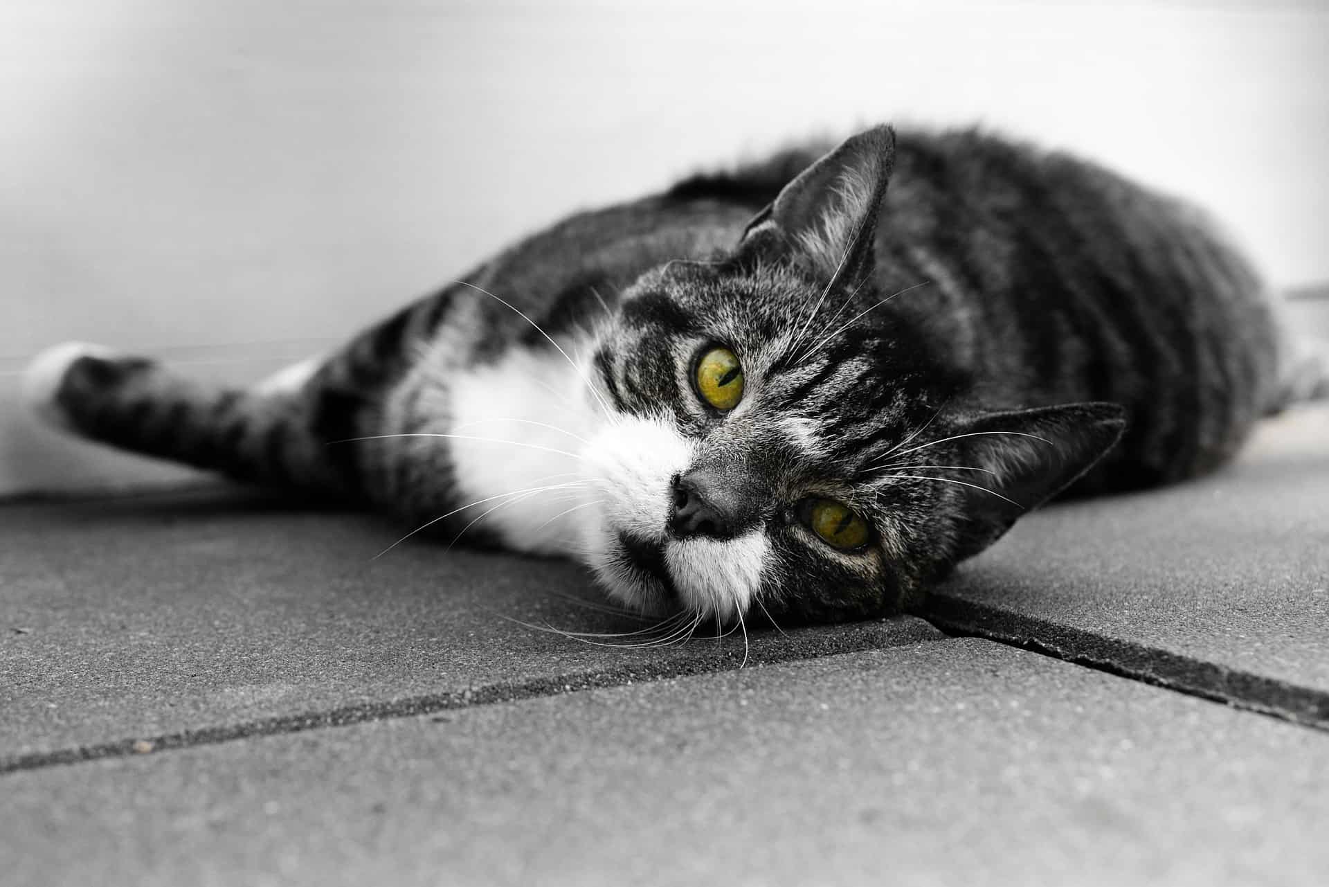 best cat toys for lonely cats