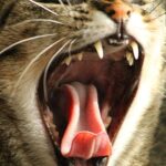 Best Cat Treats for Teeth