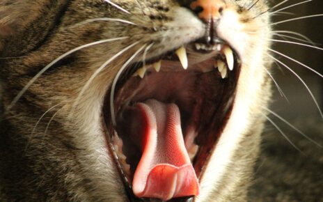 Best Cat Treats for Teeth