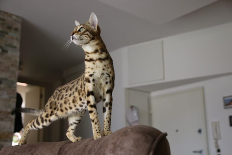 Are Bengal Cats Legal in NY? Are Bengal Cats Legal in NYC?