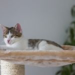Best Cat Trees for Multiple Cats