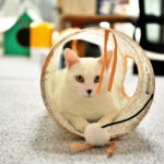 Best Cat Tunnel for Large Cats