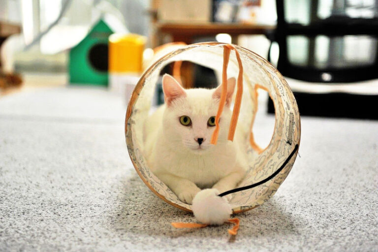 Best Cat Tunnel for Large Cats The Pet Supply Guy