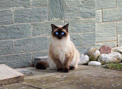 Best Cat Urine Remover for Concrete