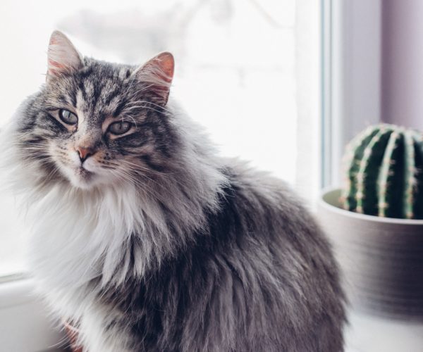 Best Cat Wipes for Allergies