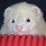 Best Chew Toys for Ferrets