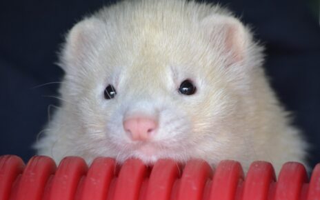 Best Chew Toys for Ferrets