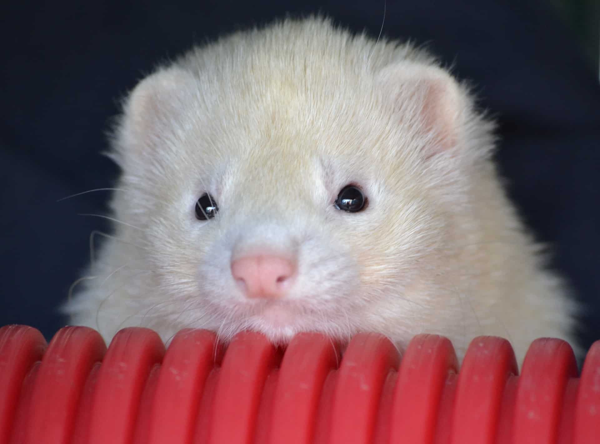 Best Chew Toys For Ferrets What Do Ferrets Like To Chew On