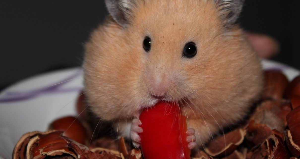 Best Chew Toys for Syrian Hamsters