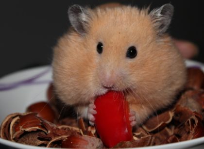 Best Chew Toys for Syrian Hamsters