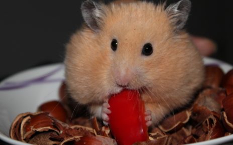 Best Chew Toys for Syrian Hamsters