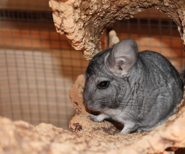 Best Chinchilla Hammock
