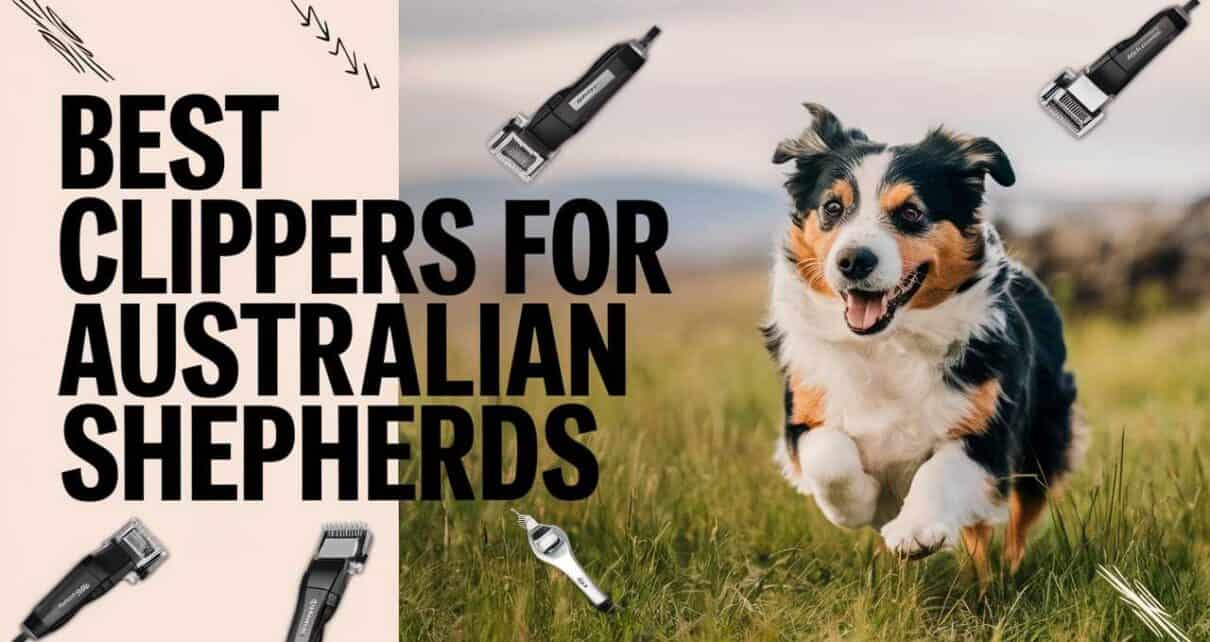 Best Clippers for Australian Shepherds