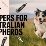 Best Clippers for Australian Shepherds