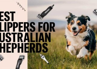 Best Clippers for Australian Shepherds