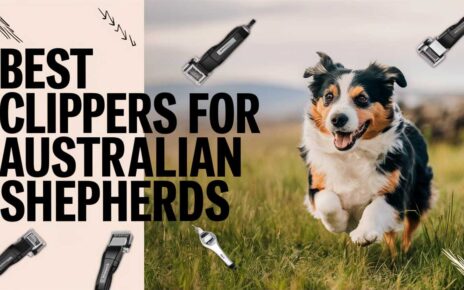 Best Clippers for Australian Shepherds