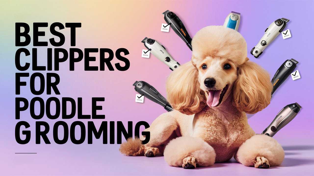 Photo inspiration: Gallery Detail: Best Clippers For Poodle Grooming