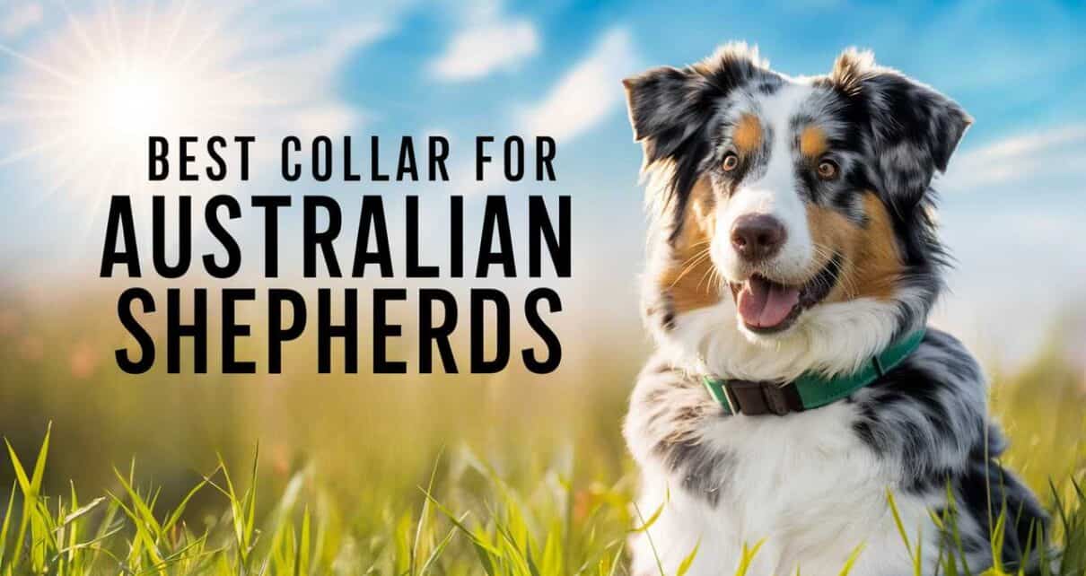 Best Collar for Australian Shepherds
