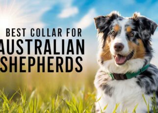 Best Collar for Australian Shepherds