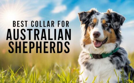 Best Collar for Australian Shepherds