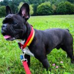 Best Cooling Vest for a French Bulldog