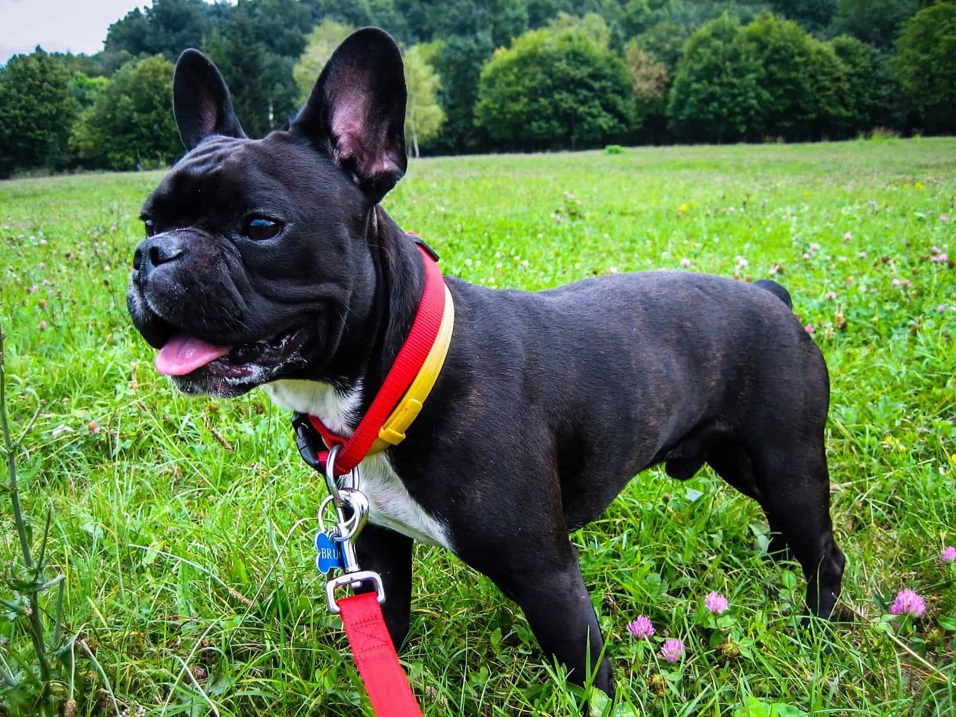 Best Cooling Vest For A French Bulldog The Pet Supply Guy
