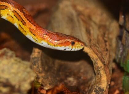 Best Corn Snake Terrarium - Corn Snake Terrarium Ideas