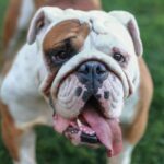 Best Crate for an English Bulldog