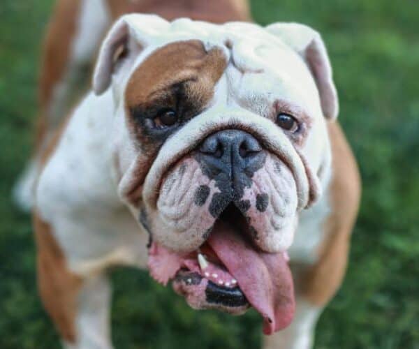 Best Crate for an English Bulldog
