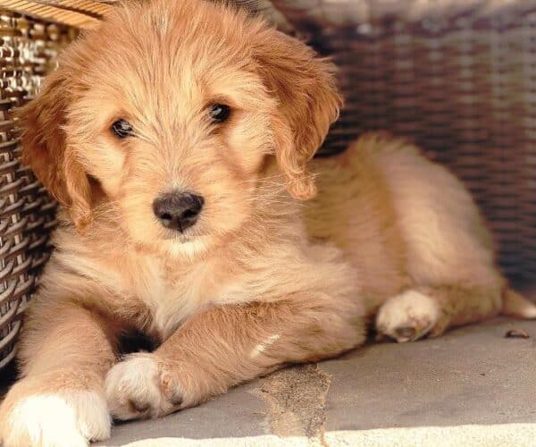Best Crate for a Mini Goldendoodle