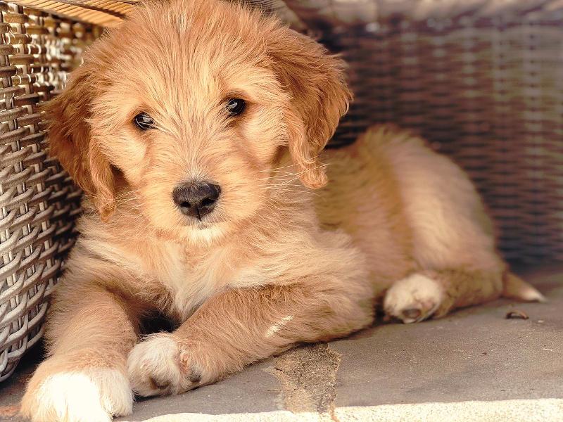 Best Crate for a Mini Goldendoodle