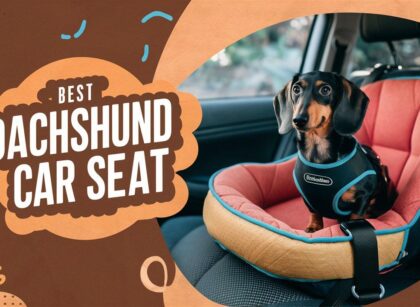 Best Dachshund Car Seat