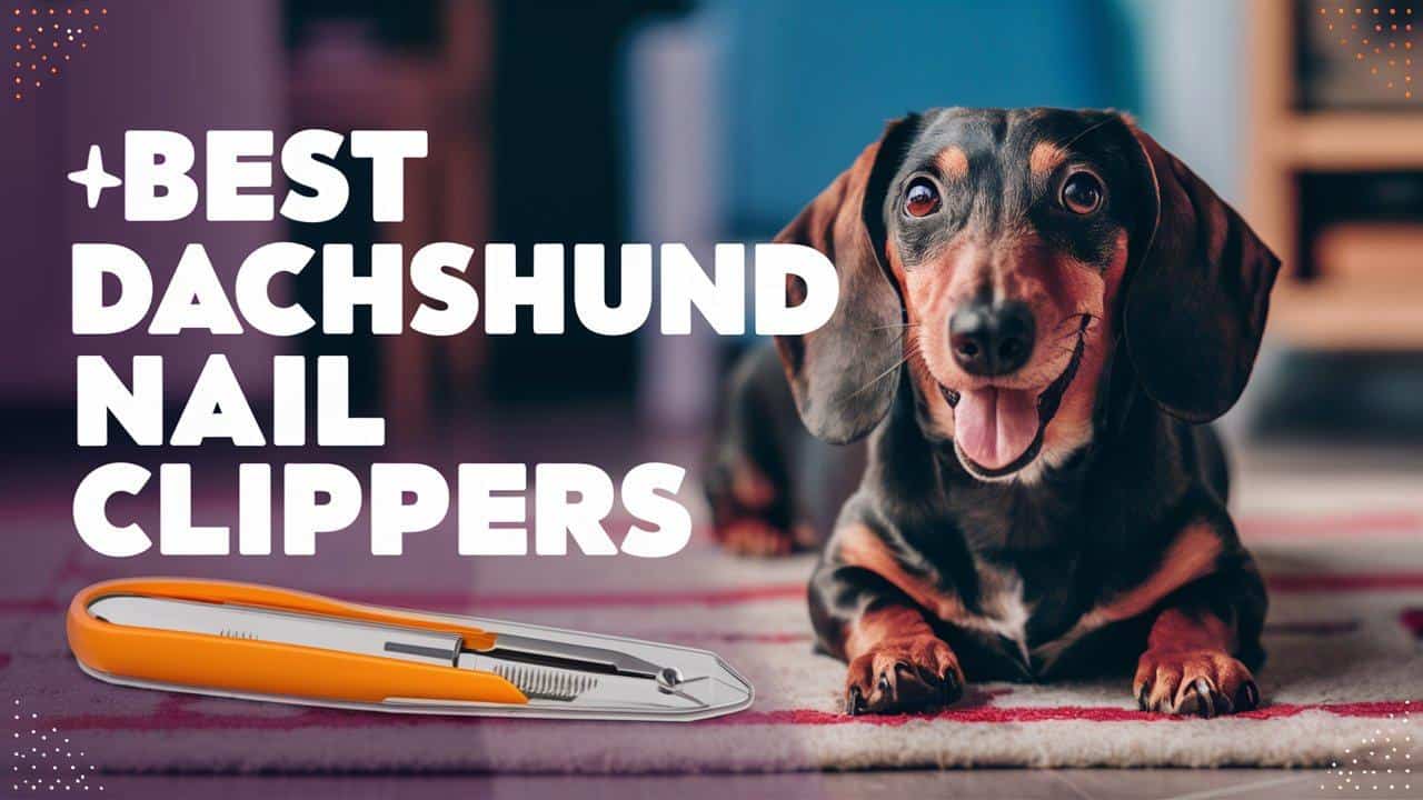 Best Calming Treats for Dogs to Ease Nail Cutting Anxiety