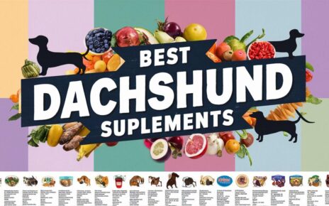 Best Dachshund Supplements