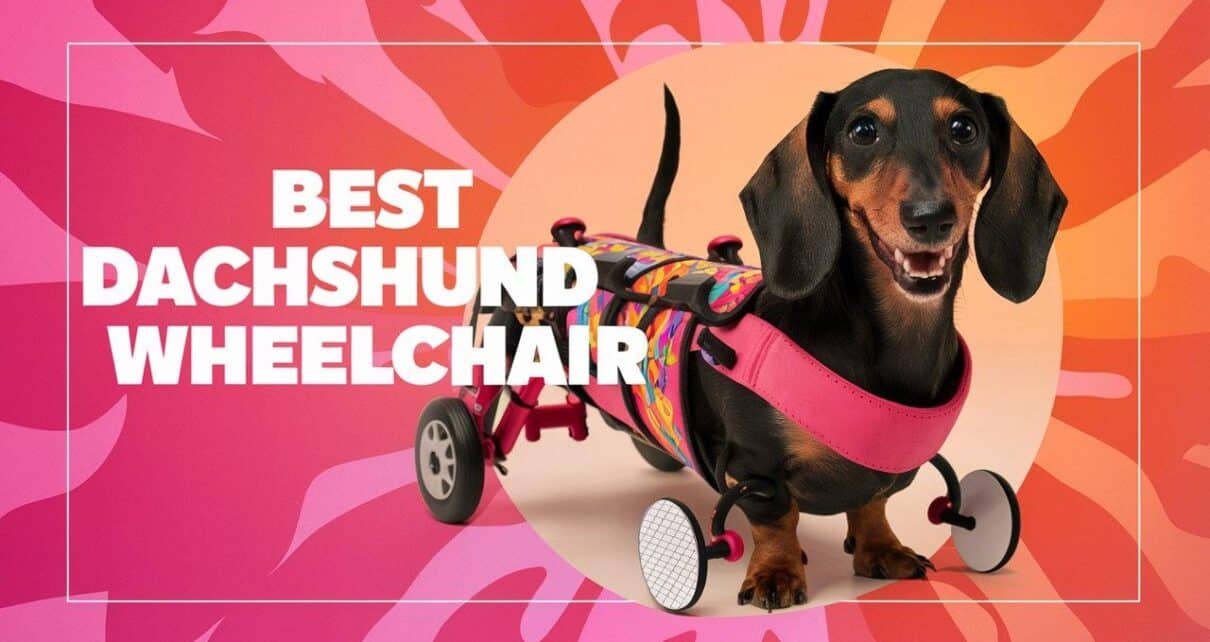 Best Dachshund Wheelchair