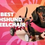 Best Dachshund Wheelchair