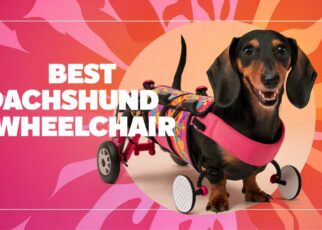 Best Dachshund Wheelchair