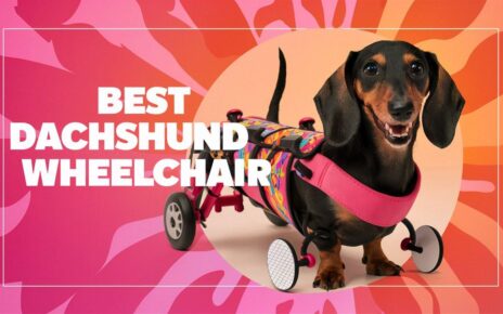 Best Dachshund Wheelchair