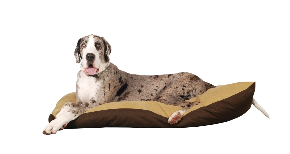 Best Dog Bed for Giant Breeds