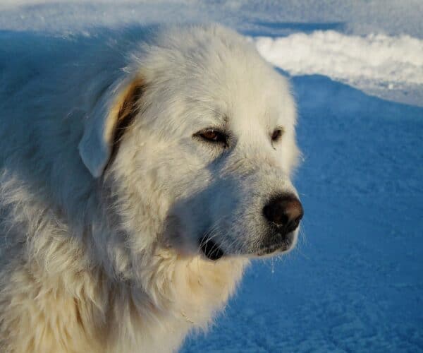 Best Dog Bed for Great Pyrenees