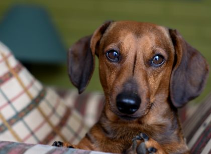 Best Dog Carrier for Dachshund
